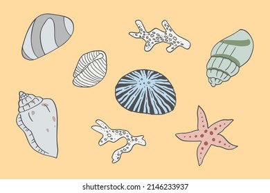 A hand drawn illustration of seashells and corals. Tropical underwater design elements. A vector illustration EPS10