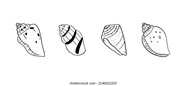 A hand drawn illustration of seashells. Tropical underwater design elements, isolated on white background. A vector illustration EPS10