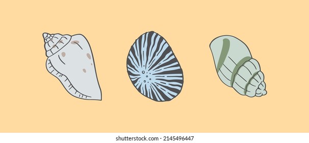 Una ilustración hecha a mano de conchas marinas. Elementos de diseño subacuático tropical. Una ilustración vectorial EPS10