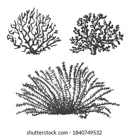 Hand drawn illustration of seaweed. Sketch style ocean or sea plant collection.