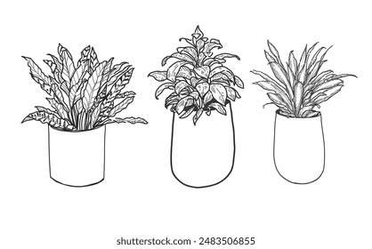 Hand drawn, Illustration Set Beautiful tropical plants , tropical leaves in pots. 