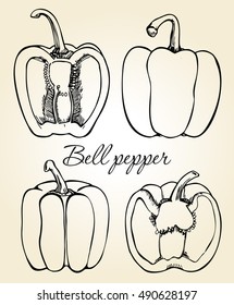 Hand drawn illustration set of bell peppers isolated on a light background. Sketch style vector capsicums. Health eco food fresh farm drawing.