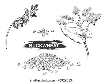 Hand drawn illustration set of buckwheat, grain. sketch. Vector eps 8