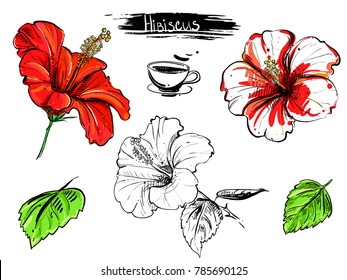 Hand Drawn Illustration Set Of Color Hibiscus Flowers, Branch, Leaf. Sketch. Vector Eps 8