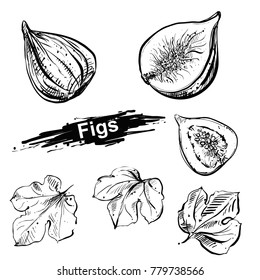 Hand drawn illustration set of fig, leaf. sketch. Vector eps 8