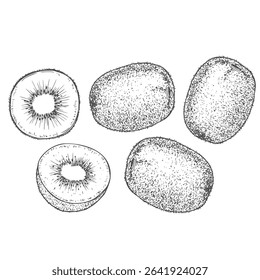 Hand drawn illustration set of monochrome kiwi sketch. Vector eps 8 ink kiwi illustration