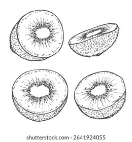 Hand drawn illustration set of monochrome kiwi sketch. Vector eps 8 ink kiwi illustration
