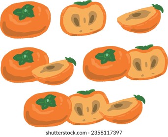 Hand drawn illustration set with persimmon and cross-section