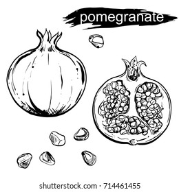 hand drawn illustration set of pomegranate, grain on white background. Engraved pomegranate. sketch. vector eps 8