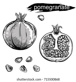 hand drawn illustration set of pomegranate, grain on white background. Engraved pomegranate. sketch. vector eps 8