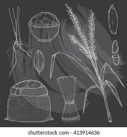hand drawn illustration set of rice on chalkboard