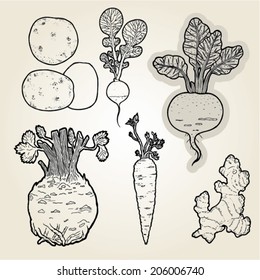  hand drawn illustration set of root vegetables.