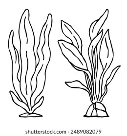 a hand drawn illustration set of seaweed and kelp aquatic plants