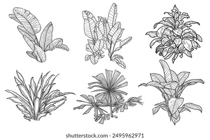 Hand drawn illustration set of tropical leaves on white background.