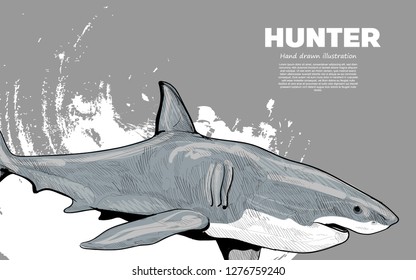 hand drawn illustration of Shark. drawing vector. hunter concept. wild life background.