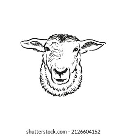 Hand drawn illustration of sheep head. Sketch style farm animal. Lamb portrait