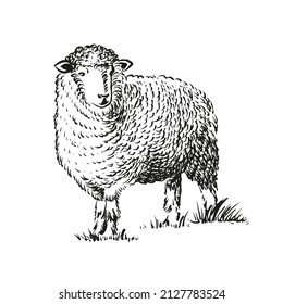 Hand drawn illustration of sheep. Sketch style farm animal