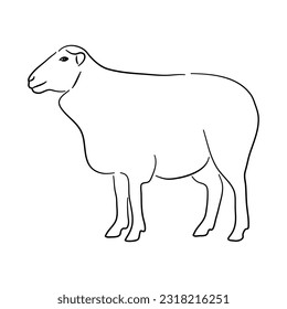 Hand drawn illustration of a Sheep. Vector isolated on a white background.