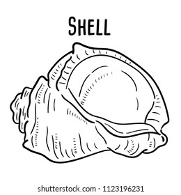 Hand drawn illustration of shell.