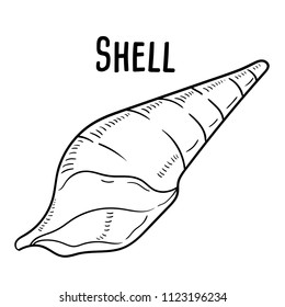 Hand drawn illustration of shell.