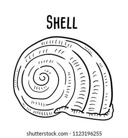 Hand drawn illustration of shell.
