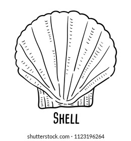 Hand drawn illustration of shell.