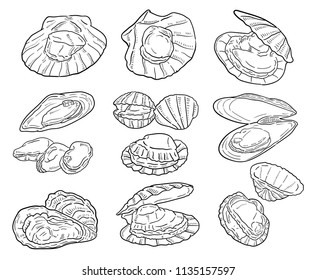 Hand drawn illustration of shellfish.