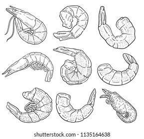 Hand drawn illustration of shrimp.