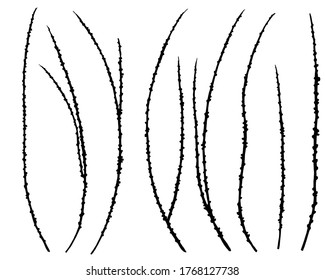 Hand drawn illustration of silhouettes of larch branches. Handwritten graphic technique  