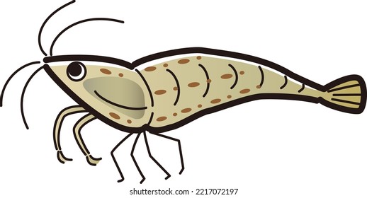 hand drawn illustration of simple and cute shrimp