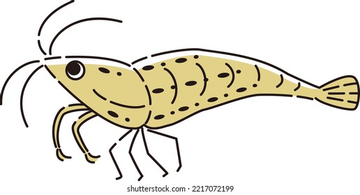 hand drawn illustration of simple and cute shrimp