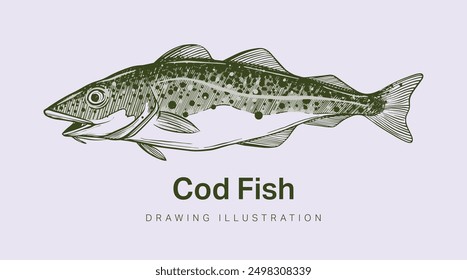 Hand drawn illustration or sketch of cod fish for use in fish graphic designs, packaging labels, or on cod products. Isolated vector.