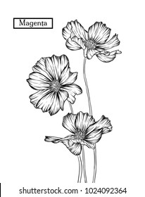Hand drawn illustration and sketch  Magenta flower. Black and white with line art illustration.Idea for business visit card, typography vector,print for t-shirt.