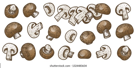 Hand drawn illustration sketch style champignon mushroom composition icons set. Vector icons for web design. Farm fresh food isolated on white background. Doodle style mushroom