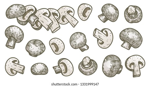 Hand drawn illustration sketch style champignon mushroom composition icons set. Vector icons for web design. Farm fresh food isolated on white background. Doodle style mushroom