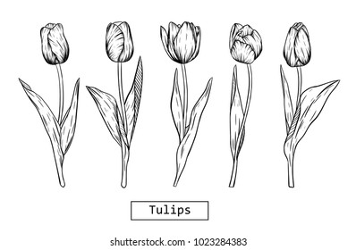 Hand drawn illustration and sketch Tulips flower. Black and white with line art illustration.Idea for business visit card, typography vector,print for t-shirt.