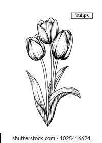 Hand drawn illustration and sketch Tulips flower. Black and white with line art illustration.Idea for business visit card, typography vector,print for t-shirt.