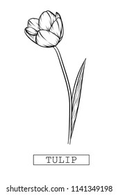 Hand drawn illustration and sketch Tulips flower. Black and white with line art illustration.Idea for business visit card, typography vector,print for t-shirt.