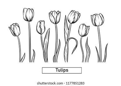 Hand drawn illustration and sketch Tulips flower. Black and white with line art illustration.Idea for business visit card, typography vector,print for t-shirt.