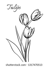 Hand drawn illustration and sketch Tulips flower. Black and white with line art illustration.Idea for business visit card, typography vector,print for t-shirt.