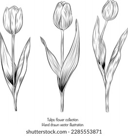 Hand drawn illustration and sketch Tulips flower. Black and white line art vintage illustration. Idea for business card, typography, print, invitation, t-shirt.