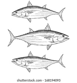 Hand drawn illustration of the Skipjack Tuna