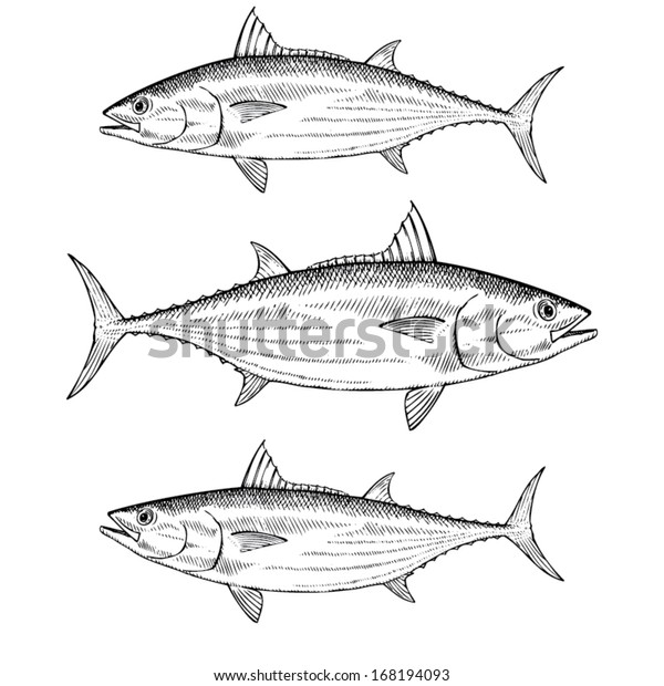 Hand Drawn Illustration Skipjack Tuna Stock Vector (Royalty Free ...