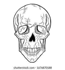 Hand drawn illustration of a skull. Gothic tattoo art style.