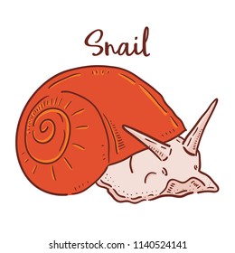 Hand drawn illustration of Snail