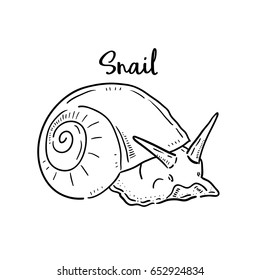 Hand drawn illustration of Snail.