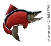 Hand Drawn Illustration of Sockeye Salmon Fish 