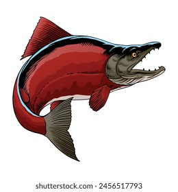 Hand Drawn Illustration of Sockeye Salmon Fish 