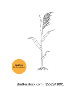 Hand drawn illustration of Sorghum plant, Sorghum bicolor, o Sweet sorghum, Great millet. Line drawing. 