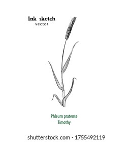 Hand drawn illustration of sprig of Timothy grass, or Cat s tail,  Phleum pratense, ink sketch.